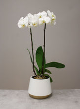 Load image into Gallery viewer, white orchid plant vancouver
