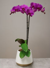 Load image into Gallery viewer, purple orchid in pot vancouver