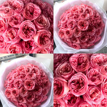 Load image into Gallery viewer, Pink Expression Garden Rose (VDay Only)
