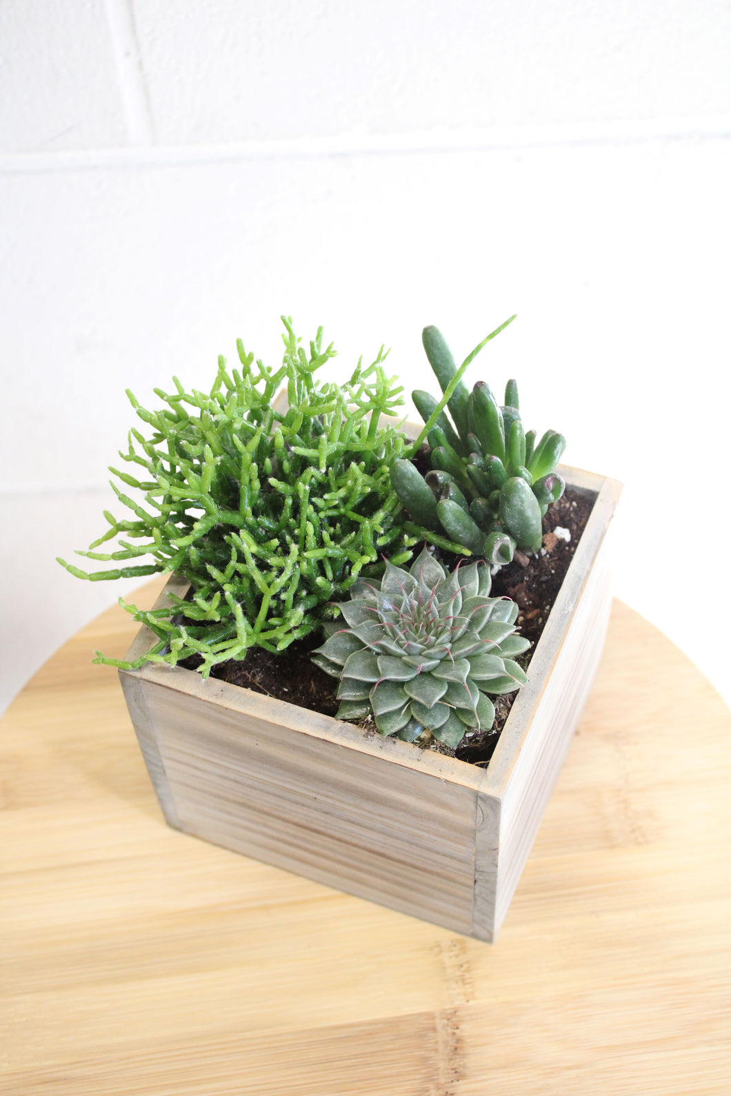 Succulent Planter