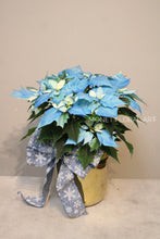 Load image into Gallery viewer, Unique Blue Poinsettia
