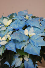 Load image into Gallery viewer, Unique Blue Poinsettia
