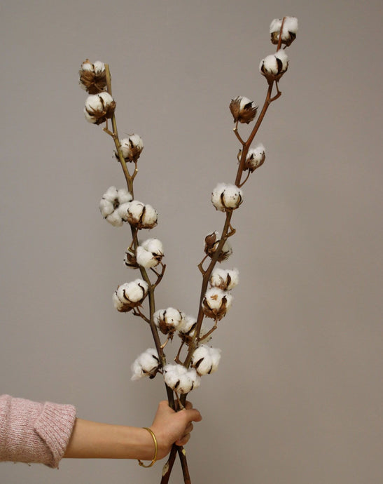 Dried cotton stems vancouver