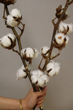 Load image into Gallery viewer, dried cotton flower vancouver
