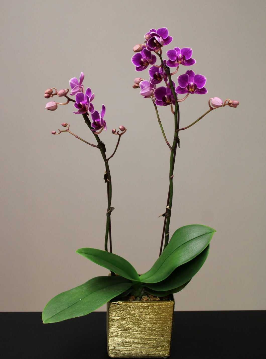 Petite Orchid Arrangement