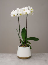 Load image into Gallery viewer, white orchid plant vancouver
