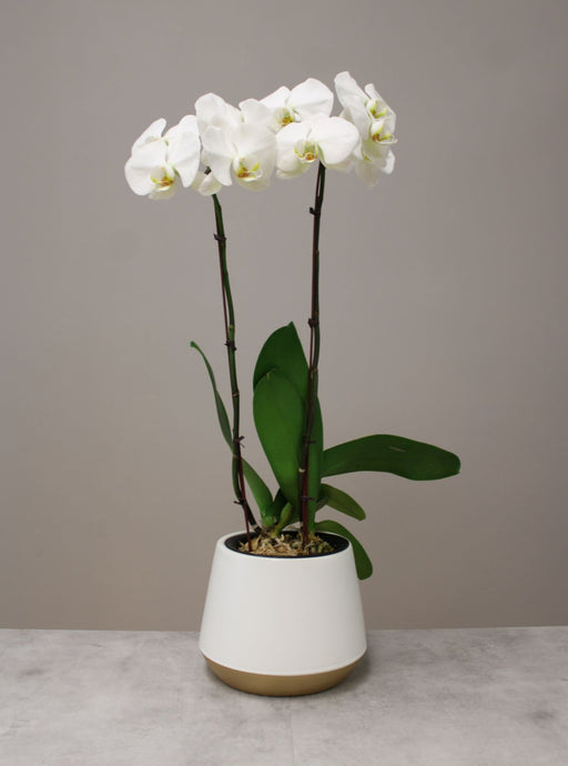white orchid plant vancouver