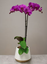 Load image into Gallery viewer, purple orchid in pot vancouver
