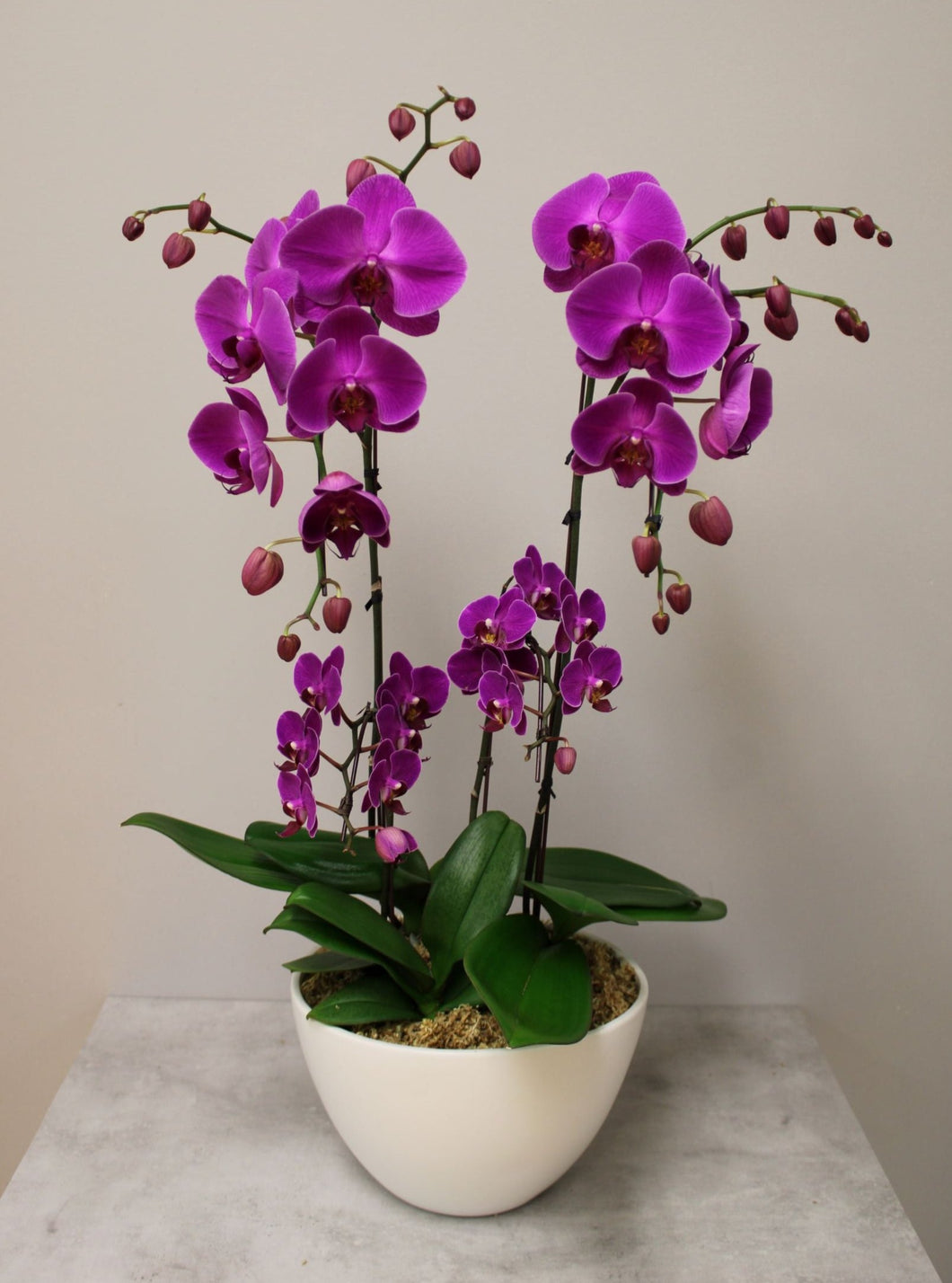 Mixed Orchid Arrangement